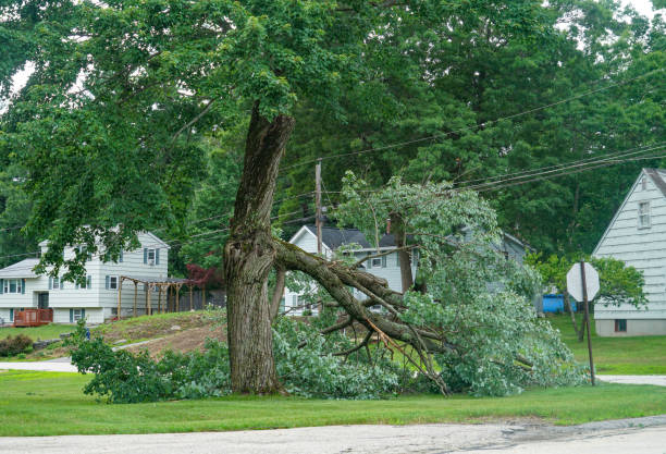 How Our Tree Care Process Works  in Unadilla, GA